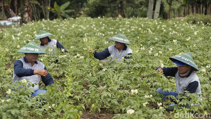 Potret Petani Kentang di Malang yang Panen Miliar Rupiah Para petani memanen kentang di Kecamatan Ngantang, Kabupaten Malang. Mereka yang tergabung dalam Gapoktan Gemah Ripah ini memasok kentang untuk Indofood.