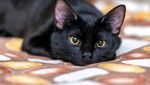 Fakta Menarik tentang Kucing, Majikannya Manusia