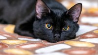Gen kucing rumahan sama dengan gen harimau. Kesamaannya mendekati 94,6 persen! (Caroline Simon-Provo/Metro)
