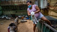Selain pertanian, warga juga membuka lahan untuk peternakan.  