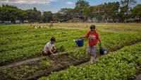 Kurangnya pendapatan dan makanan membuat warga di Filipina mengubah ruang kosong di daerah perkotaan seperti lapangan sepak bola, lapangan basker, dan tempat parkir menjadi lahan pertanian.  