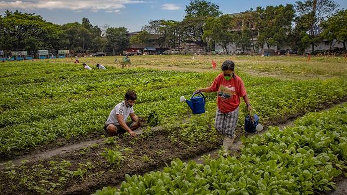 Warga Filipina Ubah Lapangan Bola Jadi Lahan Pertanian