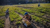 Warga melakukan hal tersebut untuk mengamankan pasokan makanan mereka dan menyediakan mata pencaharian alternatif.  