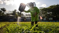 Menurut lembaga pemerhati ekonomi Filipina, Ibon Foundation, kurangnya pasokan dan melonjaknya inflasi telah menyebabkan harga protein seperti daging babi melambung tinggi.  