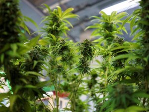 Sejumlah Perusahaan di Thailand Mulai Merambah Bisnis Ganja