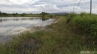 Rawa ini memang difungsikan oleh pabrik sawit di Cigeulis sebagai tempat penampungan air. Tak ada aktivitas apapun di sana, bahkan warga setempat jarang menggunakannya walaupun hanya untuk sekedar memancing ikan.