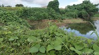 Untuk menuju lokasinya pun hanya tinggal menempuh perjalanan tak lebih dari 15 menit dari jalan utama yang menghubungkan jalur Tanjung Lesung-Sumur di Cigeulis. Rawa tersebut berada di penghujung jalan menuju pabrik sawit yang hanya berjarak sekira 500 meter dari jalan raya.