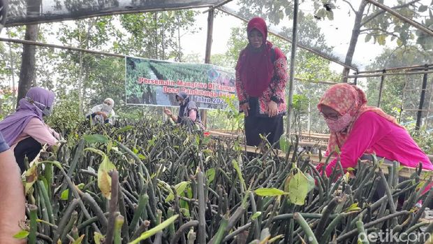 Kegiatan penyemaian bibit mangrove di Desa Randusanga Kulon, Brebes