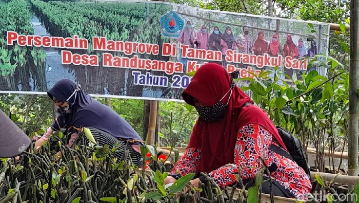 Kegiatan penyemaian bibit mangrove di Desa Randusanga Kulon, Brebes