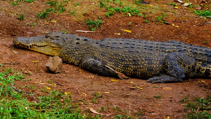 Potret Harimau Hingga Buaya Saat Ragunan Kembali Dibuka Untuk Umum