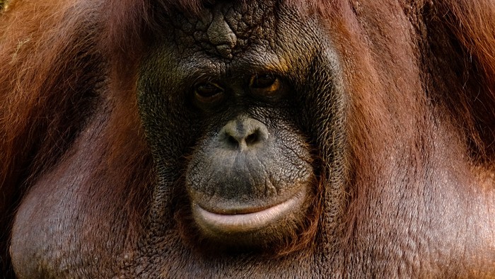 Kondisi satwa di Taman Margasatwa Ragunan saat kembali dibuka untuk umum Kondisi satwa di Taman Margasatwa Ragunan saat kembali dibuka untuk umum