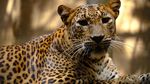 Potret Harimau hingga Buaya Saat Ragunan Kembali Dibuka untuk Umum