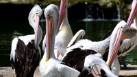 Burung pelikan Timor berada di dekat pintu masuk utara Ragunan. Di sini, mereka hidup berkelompok. (Foto: Andhika Prasetia-detikcom)