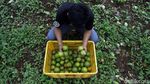 Petani Jeruk Desa Selorejo Malang Semringah lewat Bumdes CSR Bank BRI