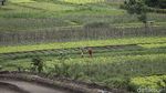Setahun Pandemi, Petani di Malang Tetap Produktif
