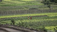 Namun sektor pertanian harus tetap berjalan produktif, demi memenuhi ketersediaan pangan.