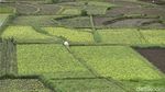 Setahun Pandemi, Petani di Malang Tetap Produktif