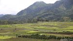 Setahun Pandemi, Petani di Malang Tetap Produktif