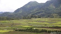Para petani Desa Pujon, Malang, berharap pandemi COVID-19 segera berakhir sehingga tidak ada lagi gangguan wabah yang mengancam kehidupan petani dengan beraktivitas nyaman.