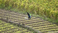 Namun, meski dimasa pandemi COVID-19 para petani di Desa Pujon, Malang, Jawa Timur, tetap semangat dan produktif dalam produksi pangan.