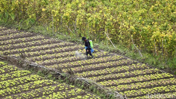 Setahun Pandemi, Petani di Malang Tetap Produktif Sudah genap satu tahun Indonesia dilanda pandemi COVID-19. Meskipun begitu, sejumlah petani di Malang tetap beraktivitas.