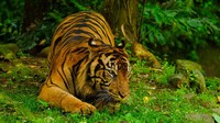 Harimau Sumatera berada di kandang terbuka. Satwa ini merupakan salah satu yang menarik perhatian pengunjung. (Foto: Andhika Prasetia-detikcom)
