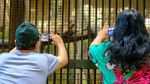 Potret Harimau hingga Buaya Saat Ragunan Kembali Dibuka untuk Umum