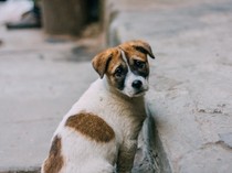 Video: Anjing Liar Afrika Bercorak Unik yang Hampir Punah Dikonservasi ke Uganda