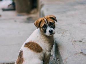 Video: Anjing Liar Afrika Bercorak Unik yang Hampir Punah Dikonservasi ke Uganda