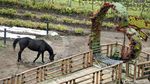 Asyiknya Berkuda di Tengah Sawah Saat Kunjungi The Roudh 78