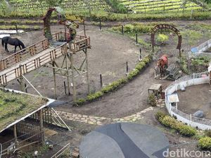 Asyiknya Berkuda di Tengah Sawah Saat Kunjungi The Roudh 78
