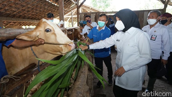 Dinas Pertanian dan Pangan Banyuwangi membuka pelayanan kesehatan keliling untuk hewan ternak. Secara rutin, tim dokter hewan dan tenaga kesehatan dari pusat kesehatan hewan (Puskeswan) berkeliling ke berbagai wilayah, untuk memberikan layanan pemeriksaan kesehatan gratis kepada hewan ternak milik warga.