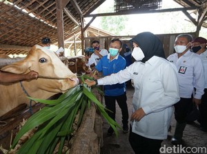 Jaga Produktivitas, Pemkab Banyuwangi Keliling Periksa Hewan Ternak