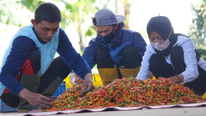 Harga abai masih tinggi, kementan tegaskan tak ada impor cabai
