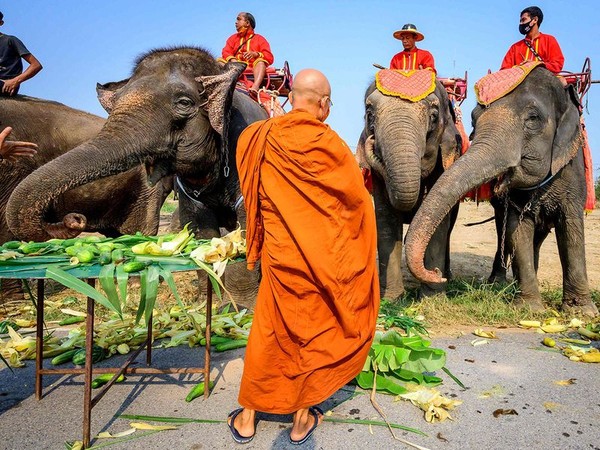 hari gajah nasional di thailand 2