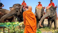 Saat ini sekitar 3.000 hingga 4.000 gajah hidup di Thailand dan mereka hidup di penangkaran. 
