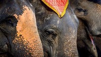 Gajah menjadi simbol negara Thailand karena ukurannya yang besar namun memiliki sifat yang lembut. 