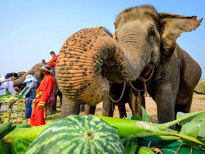 Hari Gajah Nasional di Thailand