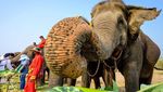 Foto: Hari Gajah Nasional di Negeri Gajah Putih