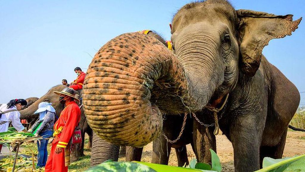 Niat Foto Bareng, Model Cantik Malah Digoda Gajah Sampai Bajunya Melorot