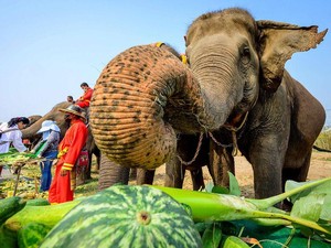 Niat Foto Bareng, Model Cantik Malah Digoda Gajah Sampai Bajunya Melorot