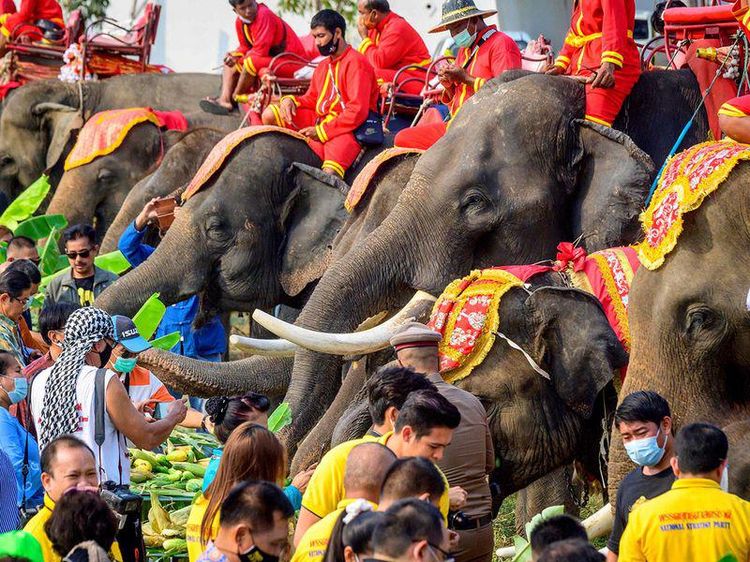 Foto: Hari Gajah Nasional di Negeri Gajah Putih