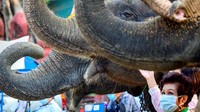 kesehatan masih tetap berlaku, pengunjung harus menggunakan masker selama memberi makan gajah. 