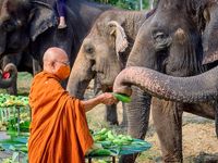 Thailand Dikenal Dengan Sebutan Negeri Gajah Putih, Ini Alasannya