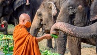 Yang bikin sedih, ternyata populasi gajah terus menurun drastis selama satu abad terakhir.