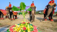 Mereka menghias gajah-gajah di sana dengan kain yang indah. 