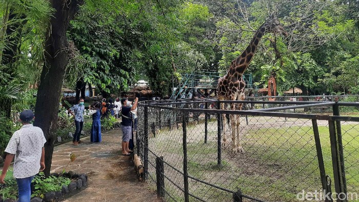 Selama tiga hari mulai 11-13 Maret, ada 10.127 pengunjung yang datang ke Kebun Binatang Surabaya (KBS). Sementara hari ini jumlah pengunjung diprediksi memcapai 4 ribu orang.