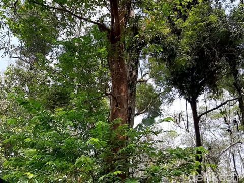 Kisah pohon Tembaga di balik cikal bakal Kabupaten Banyumas, Minggu (14/3/2021).