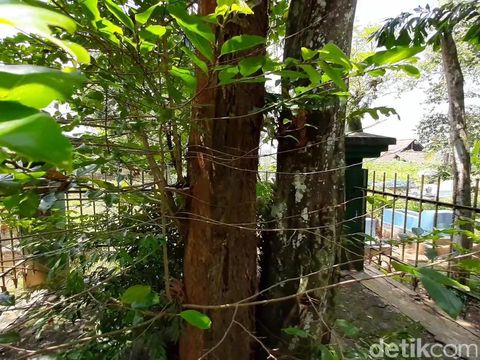 Kisah pohon Tembaga di balik cikal bakal Kabupaten Banyumas, Minggu (14/3/2021).