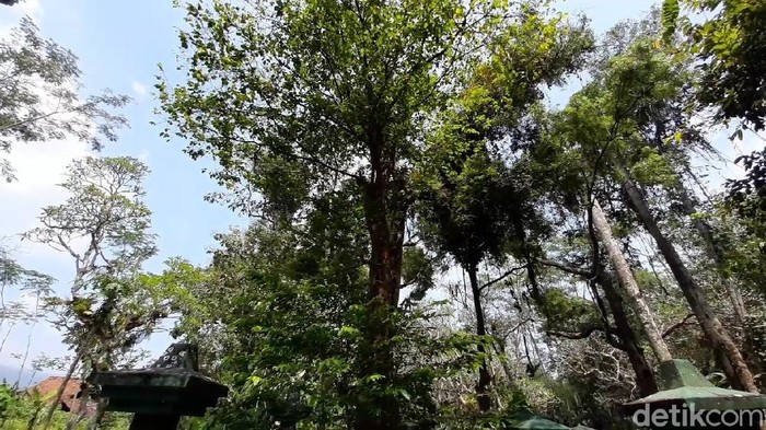 Kisah pohon Tembaga di balik cikal bakal Kabupaten Banyumas, Minggu (14/3/2021).
